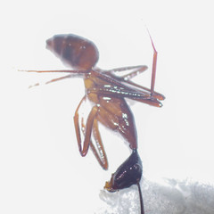 Camponotus ager
