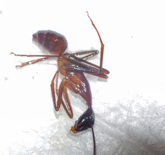 Camponotus ager