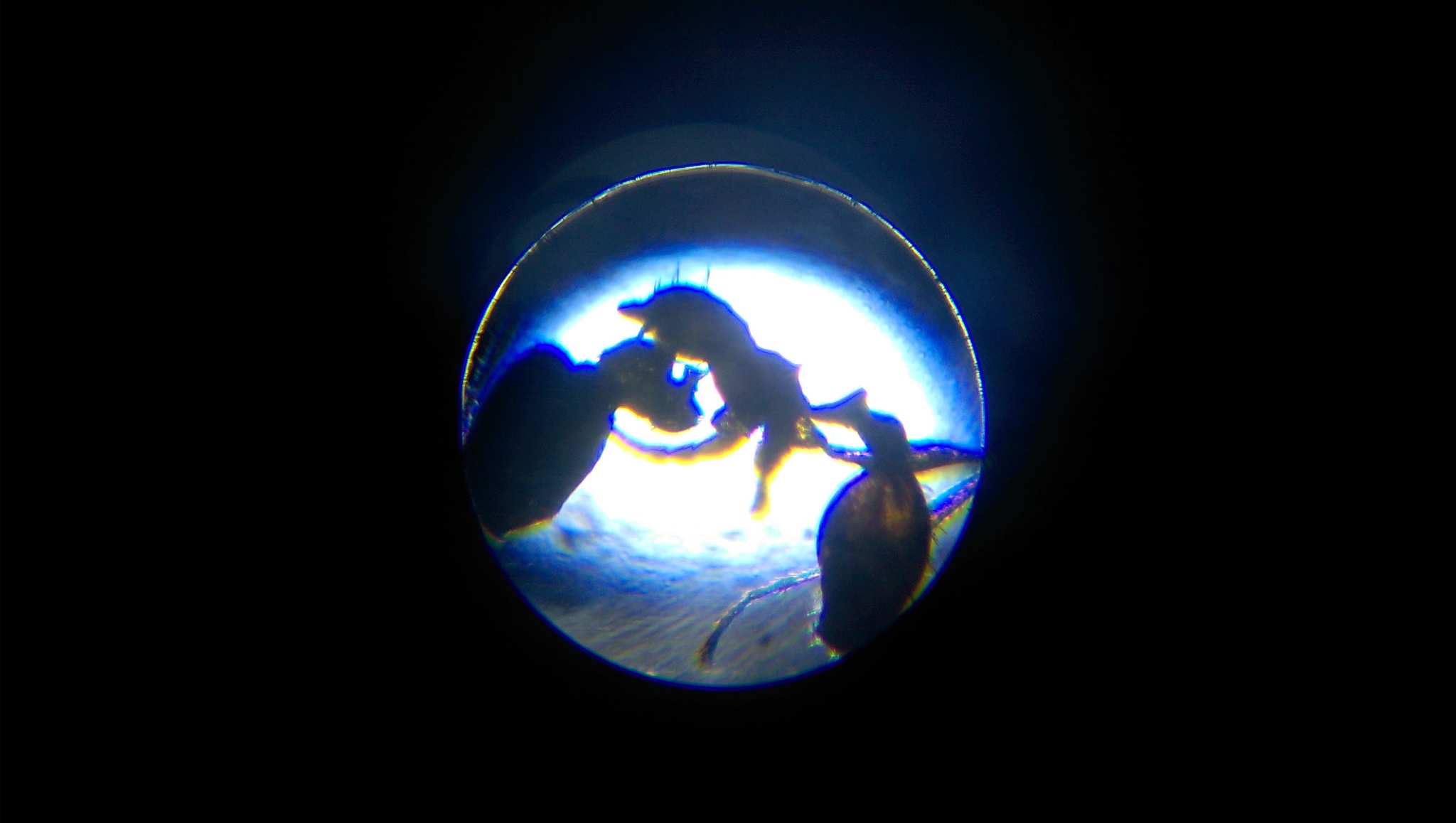 Pheidole pilifera