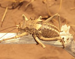 Acanthoproctus cervinus