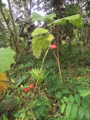 Solanum sessiliflorum