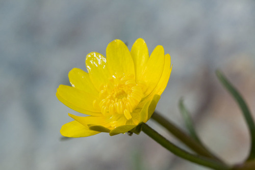 Ranunculus californicus var. californicus