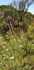 Austrostipa flavescens