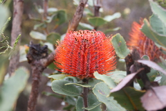 Banksia coccinea