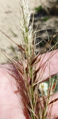 Austrostipa flavescens