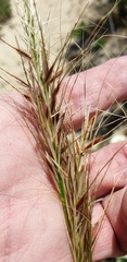 Austrostipa flavescens