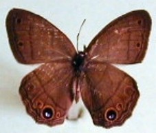 Cissia pompilia