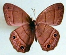 Cissia pompilia