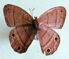 Cissia pompilia