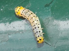 Dysaethria flavistriga