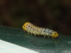 Dysaethria flavistriga