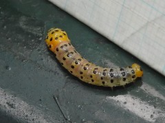 Dysaethria flavistriga