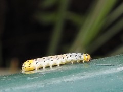 Dysaethria flavistriga