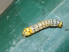 Dysaethria flavistriga