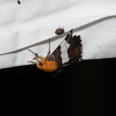 Buzara latizona