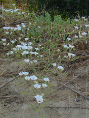 Exodeconus maritimus