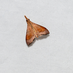 Hydrorybina polusalis