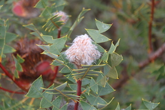 Banksia baxteri