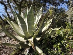Agave scaposa