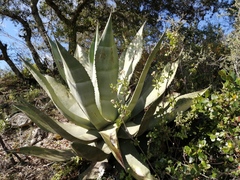 Agave scaposa