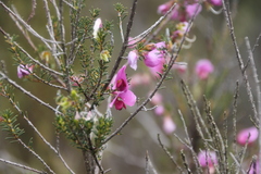 Gompholobium venustum