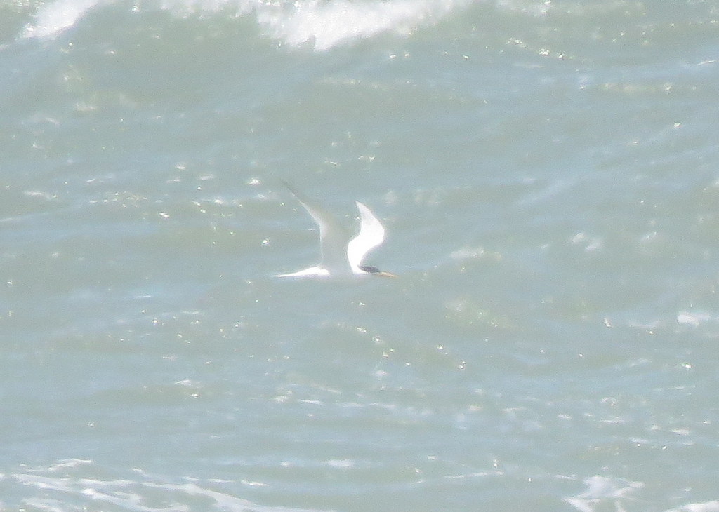 Sandwich Tern