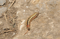 Acronicta euphorbiae