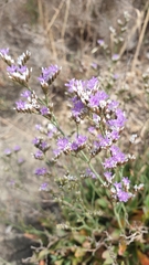 Limonium companyonis