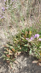 Limonium companyonis