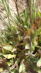 Limonium companyonis