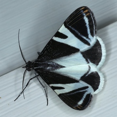 Phrataria bijugata