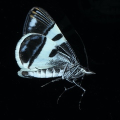 Phrataria bijugata