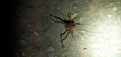 Discocyrtanus pertenuis