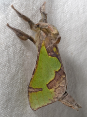 Aenetus moorei