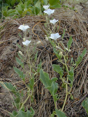 Exodeconus maritimus