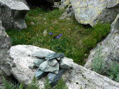 Aquilegia alpina