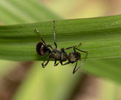 Polyrhachis lydiae