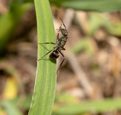 Polyrhachis lydiae
