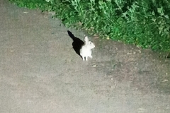 Sylvilagus brasiliensis