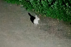 Sylvilagus brasiliensis