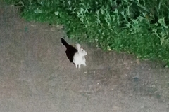 Sylvilagus brasiliensis