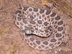 Sistrurus tergeminus