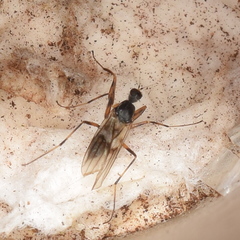 Tachydromiinae