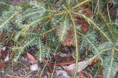 Banksia nutans