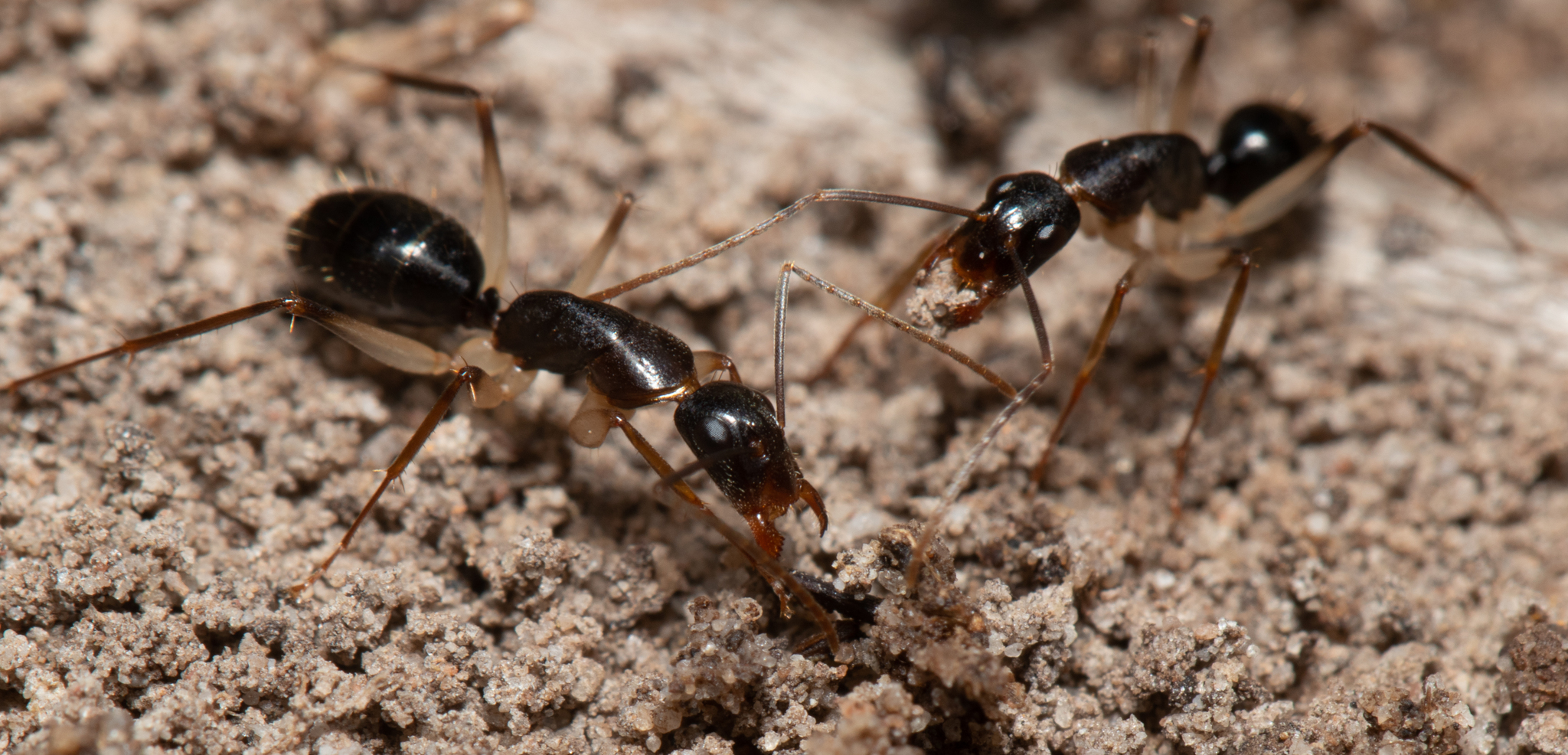 Camponotus elegans