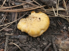 Cantharellus roseocanus