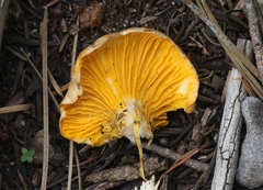 Cantharellus roseocanus