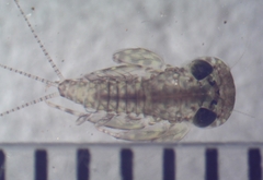 Leucrocuta maculipennis