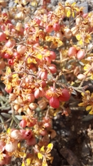 Dinemandra ericoides