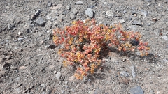 Dinemandra ericoides